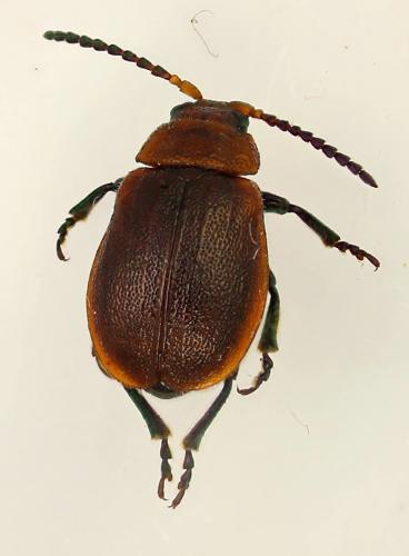 Emarhopa rufa